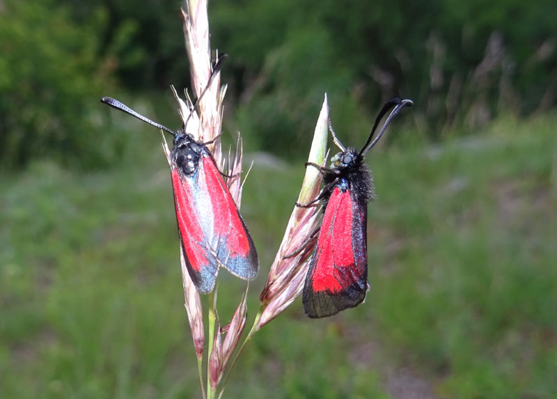 Zygaena ........da determinare